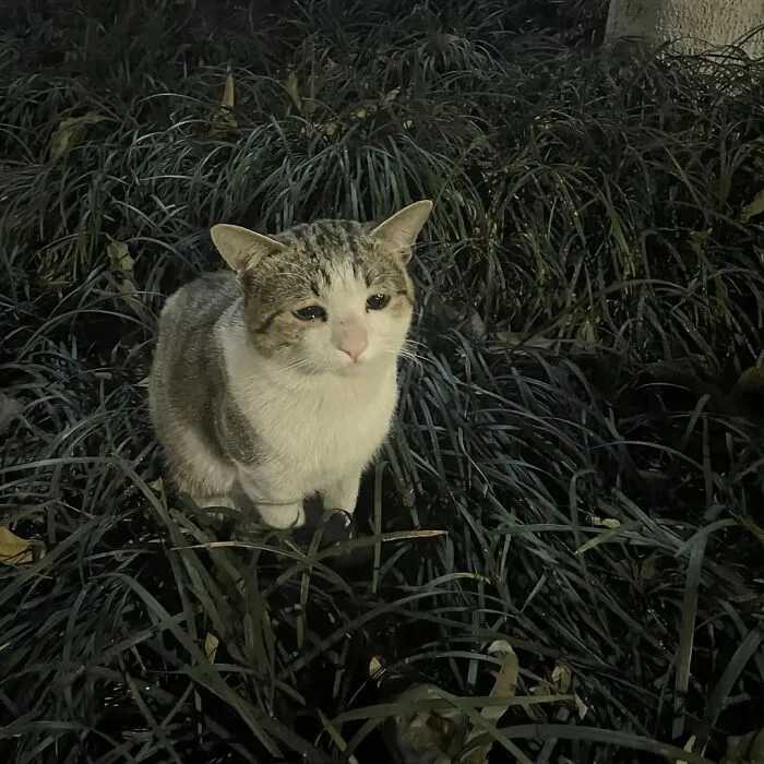 This Collection Of 50 Sweet Cat Pics Will Have Even Dog Lovers Saying Awww