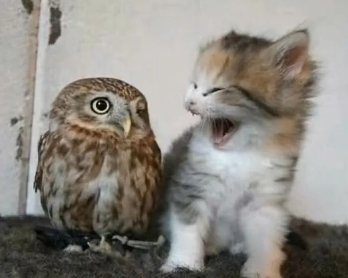 Gato adorable maullando junto a un búho pequeño en un ambiente interior para alegrar tu día.