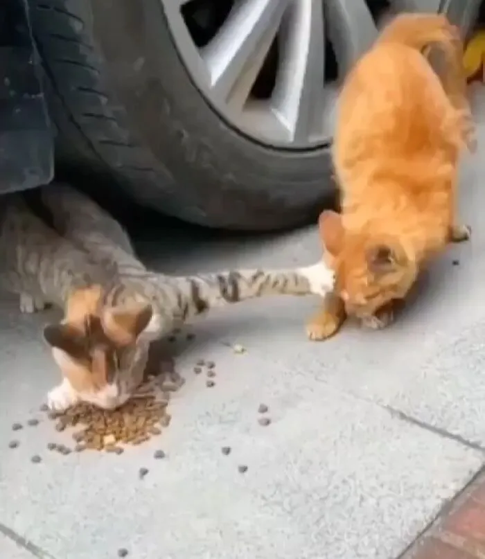 38 Fotos de gatos adorables para animarte si llevas un mal día