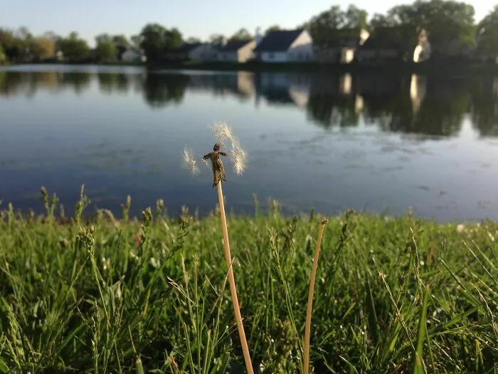 Dandelion seeds clinging humorously by a lake with houses in the background, capturing funny nature moments.