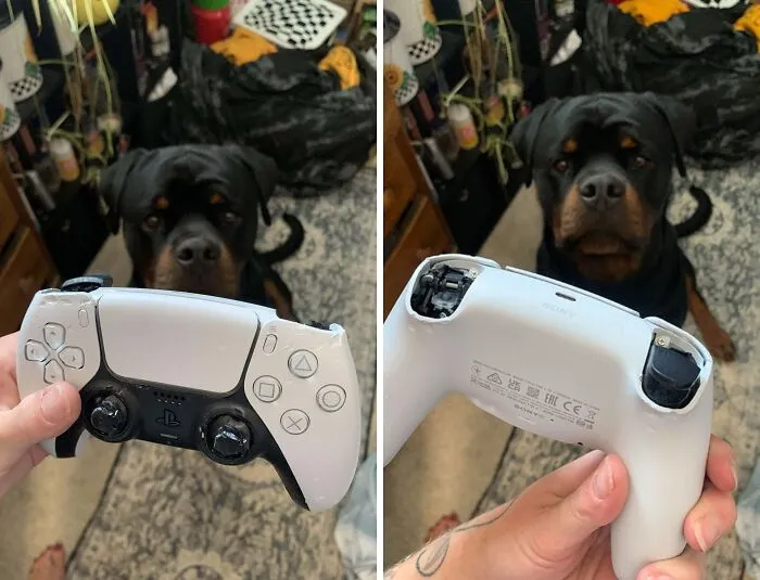 Olvidé guardar mi control mientras me duchaba, así que nuestro nuevo cachorro con problemas de masticación lo encontró