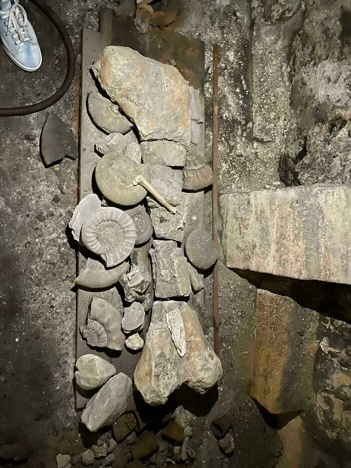 Dinosaur Bone Found In The Basement Of My Friend’s 15th Century House In North-Eastern France