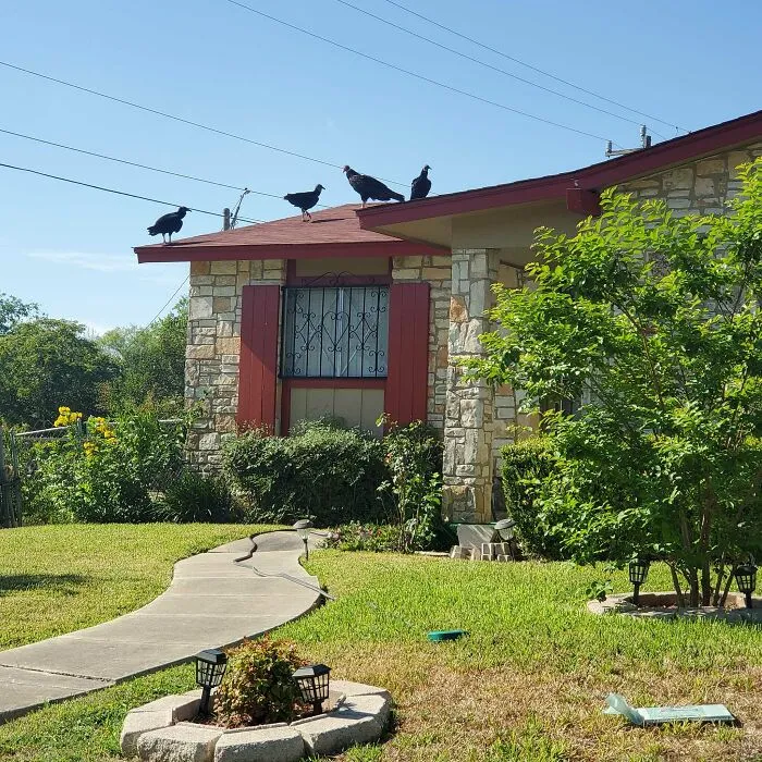 Black Vultures Perched On The Roof Of My Elderly Neighbors House. I'm Too Afraid To Go Check On Him