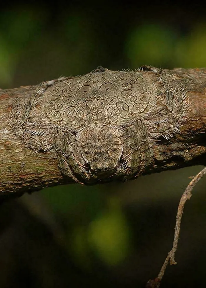La araña envolvente, originaria de Australia, puede aplanarse y envolver su cuerpo alrededor de las ramas de los árboles para camuflarse.