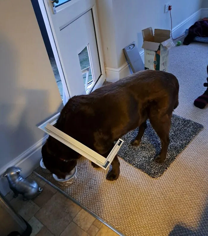 El perro de mi novio intentó pasar por la puerta para perros del tamaño de un yorkshire