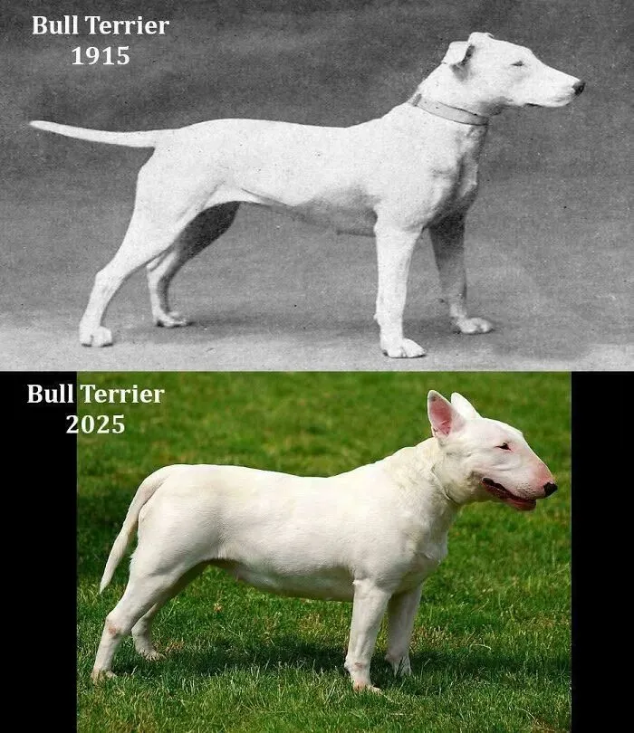 Comparación de un Bull Terrier en 1915 y 2025 mostrando datos fascinantes sobre la evolución de la raza.