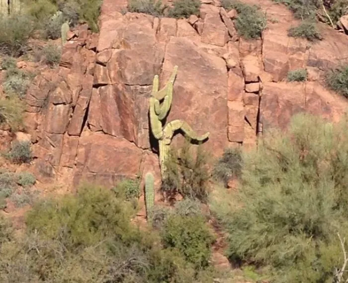 Cactus intentando escapar