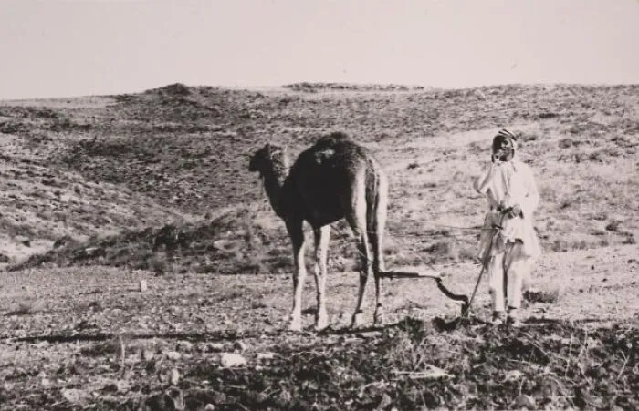 A Palestinian Farmer Using A Camel In Ploughing His Land, Jerusalem, 1950s