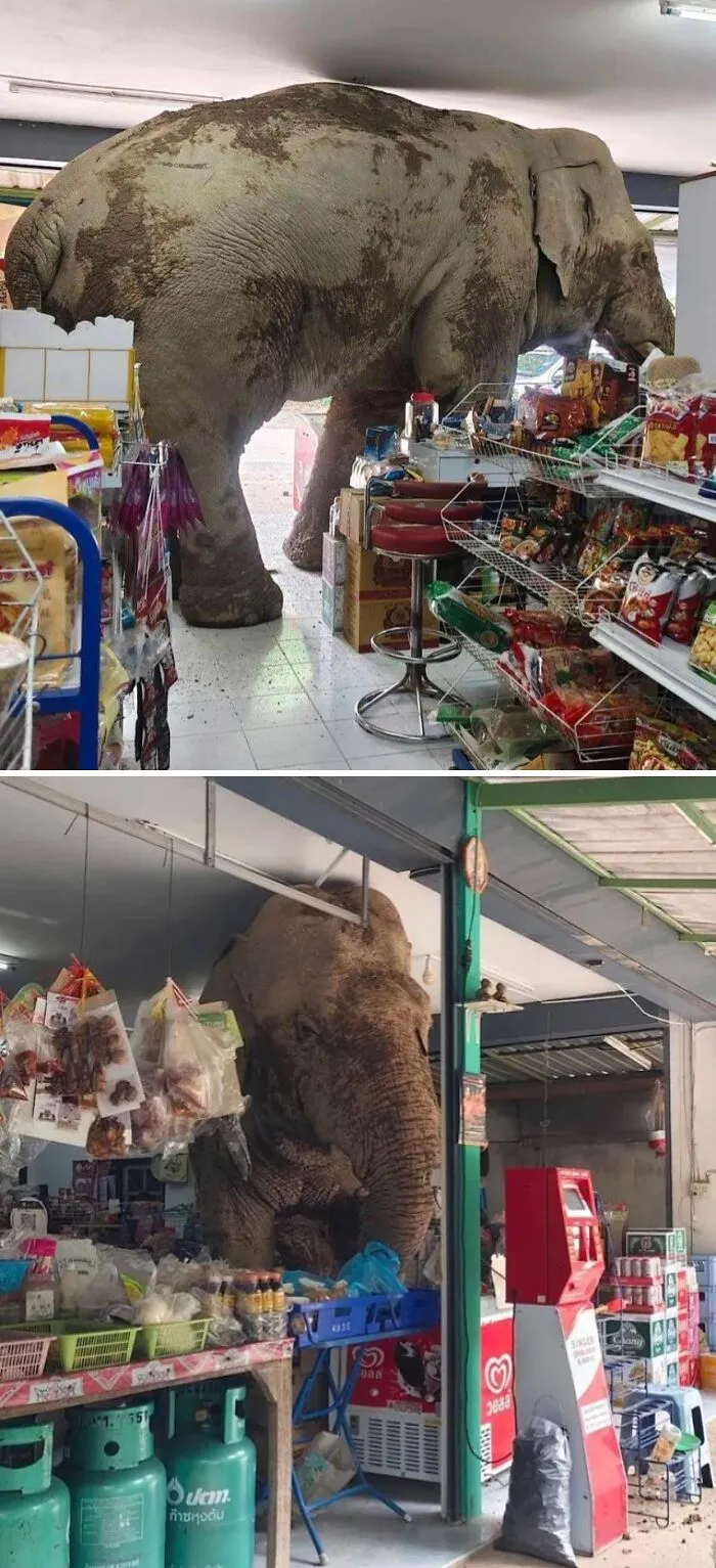 Este elefante se coló en una tienda de Tailandia buscando comida