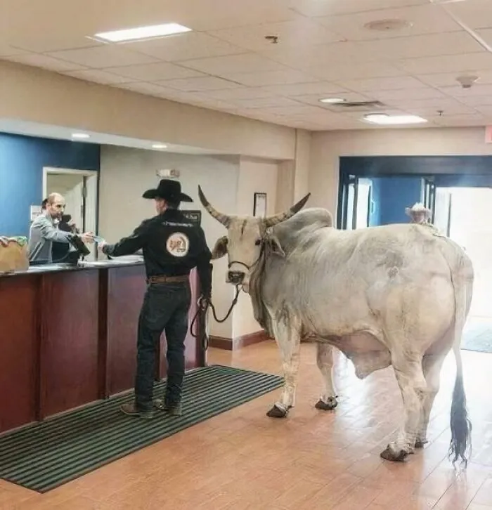 Man in cowboy hat with a large bull at a hotel reception, showcasing animals being their hilarious selves in a funny moment.