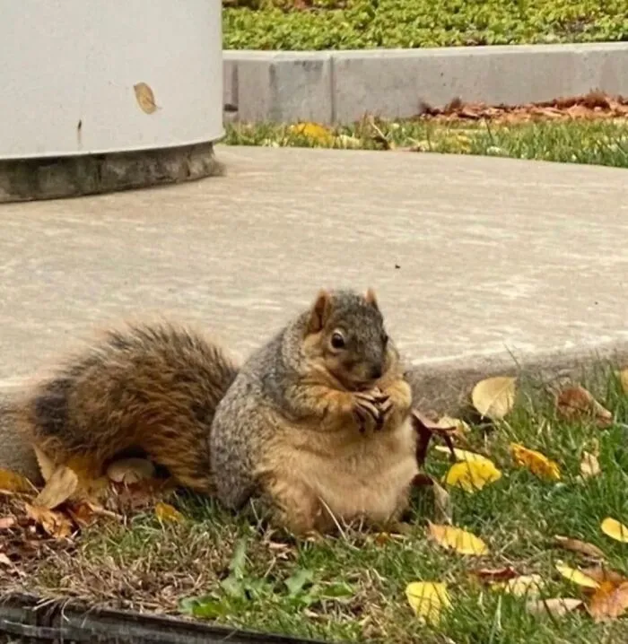 Chubby squirrel sitting on grass near curb, holding and eating a nut, showcasing animals being their hilarious selves.