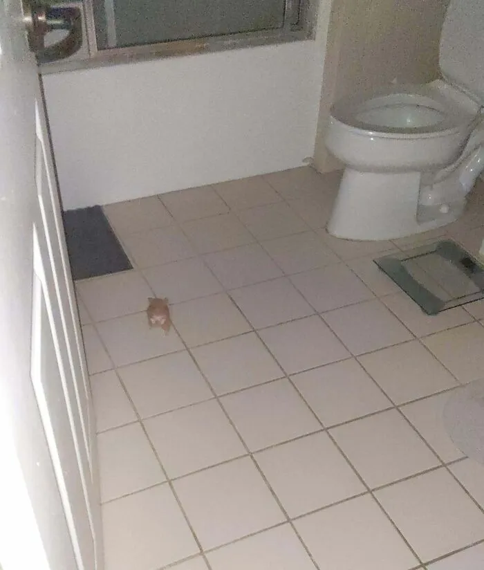 Small animal being their hilarious self in a bathroom next to a toilet on a tiled floor to brighten your day.