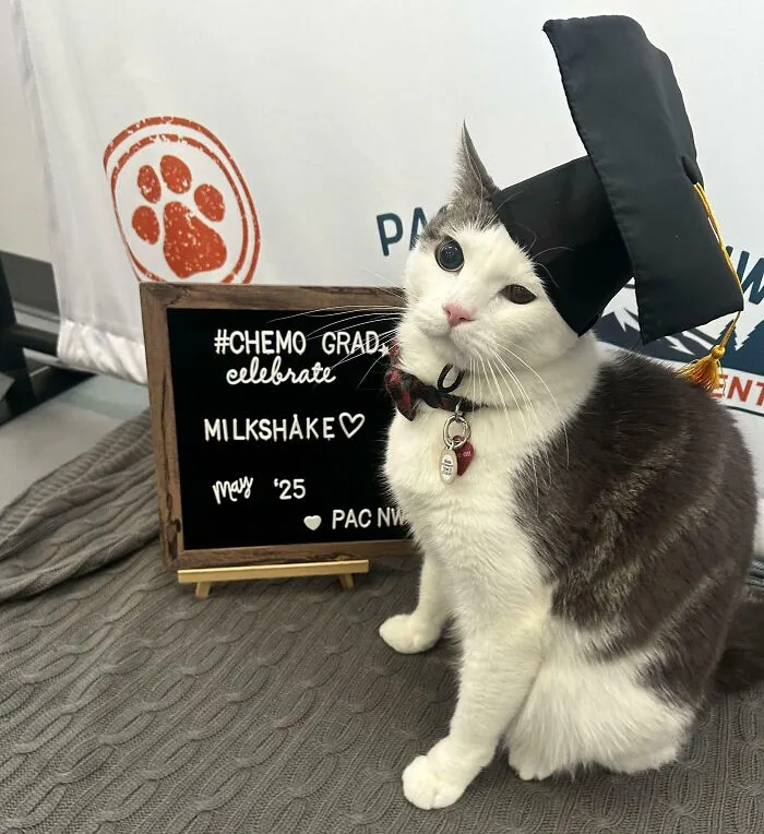 Milkshake se ha "graduado" de su quimioterapia