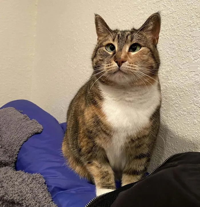 Mi tía ha fallecido y ahora tengo un gato
