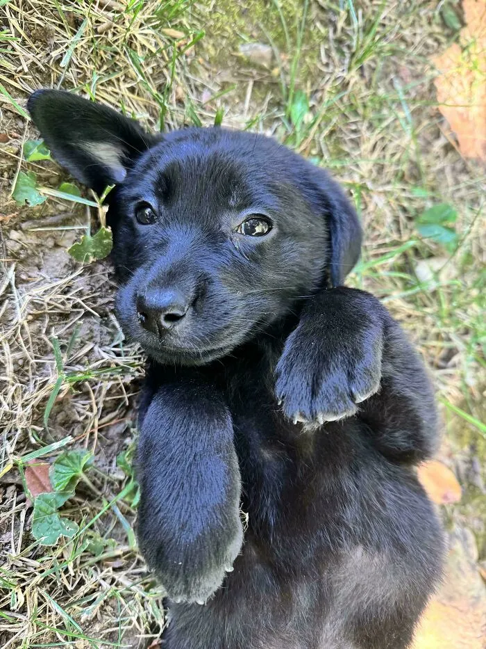 Black puppy lying on grass looking up with paws raised, one ear flipped, showcasing one of the cutest dogs ever.