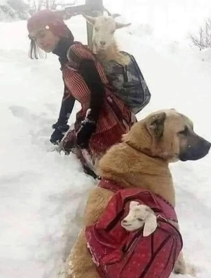 Una cabra madre dio a luz en la montaña helada, y para salvarlos, una muchacha del pueblo (pastora) llevó a la madre en su espalda, su perro ayudó a cargar a la cabra recién nacida.