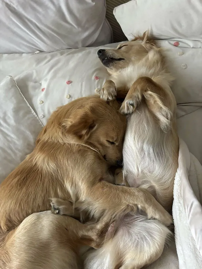 Solo iba a adoptar a uno, pero cuando me dijeron que tenía un hermano, no pude separarlos. ¡Y ahora estoy agradecida de no haberlo hecho! Se aman tanto que me derrite el corazón cada vez. Adoptar a ambos ha sido una de mis mejores decisiones