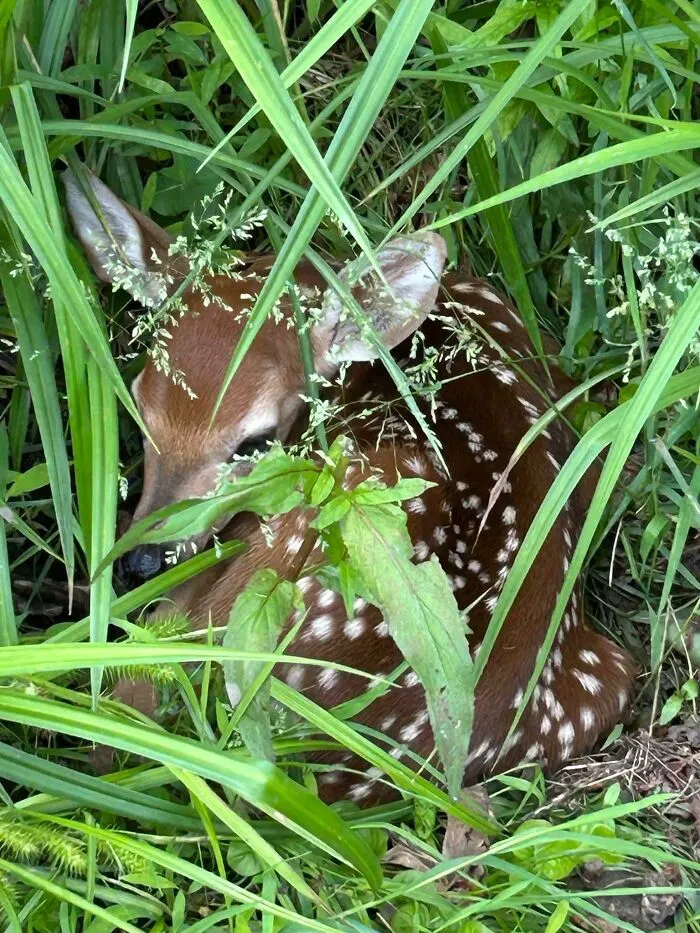 I Heard Whimpering Within The Tall Grass In My Yard. It Was A Baby Fawn