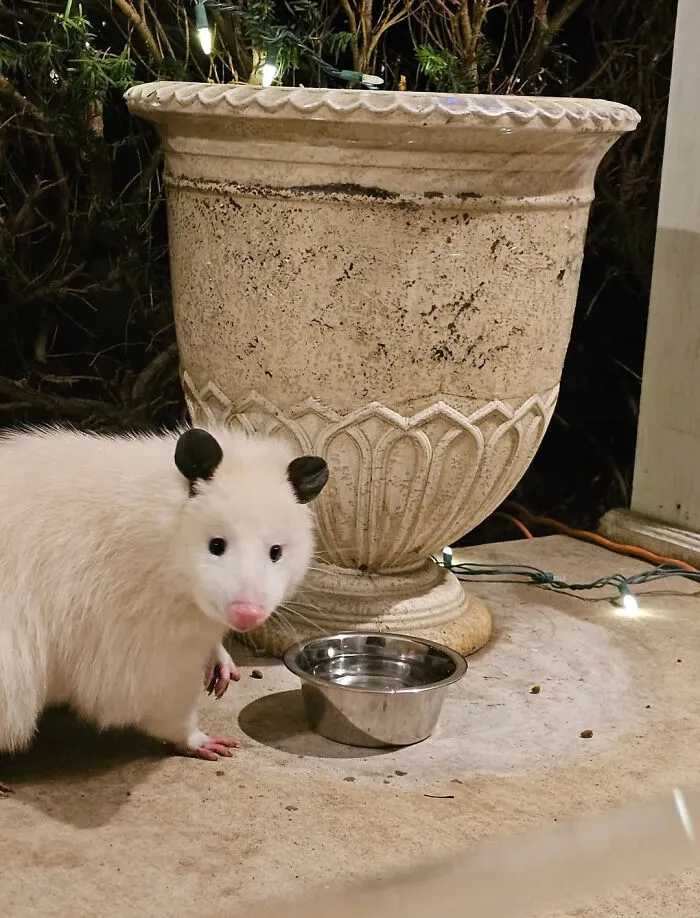 White Opossum My Aunt Snapped A Pic Of