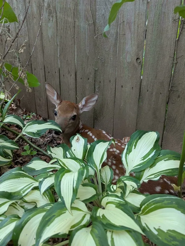 Accidentally Stumbled Upon This Little Deer In My Yard