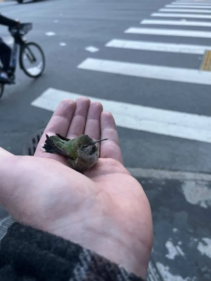 I Rescued A Cold Hummingbird From The Sidewalk!