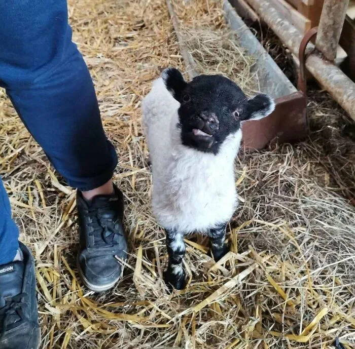 I’ve Had Bramble For Two Years Now. He Was Such A Small Lamb That I Got Him For Free From A Farmer, But He Has Grown Into A Very Strong Boy! I Love Him So Much