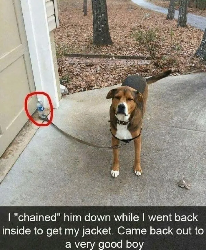 Feeling Low? These 50 Emotional Support Dog Memes Got You