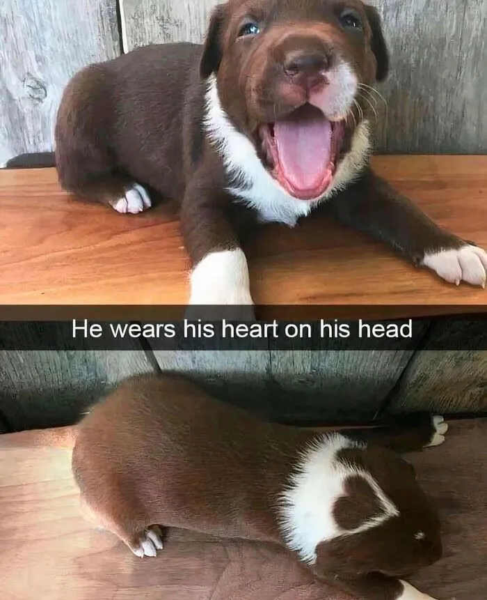 Feeling Low? These 50 Emotional Support Dog Memes Got You