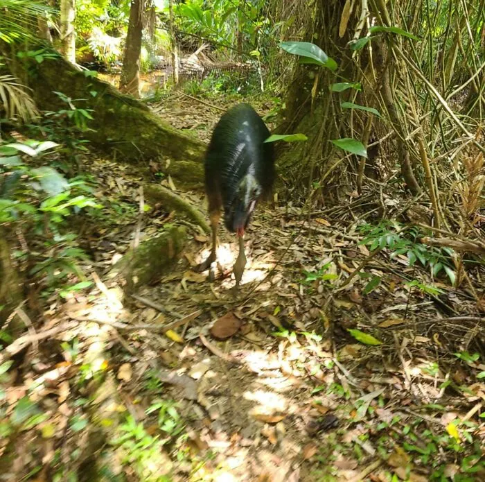 Being Chased By A Southern Cassowary For 15 Minutes On A Rainforest Trail