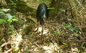 50 Of The Creepiest Things People Have Ever Encountered While Exploring The Forest