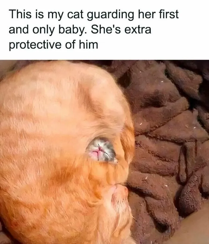 50 Funny And Relatable Animal Memes To Instantly Improve Your Entire Day (New Pics)