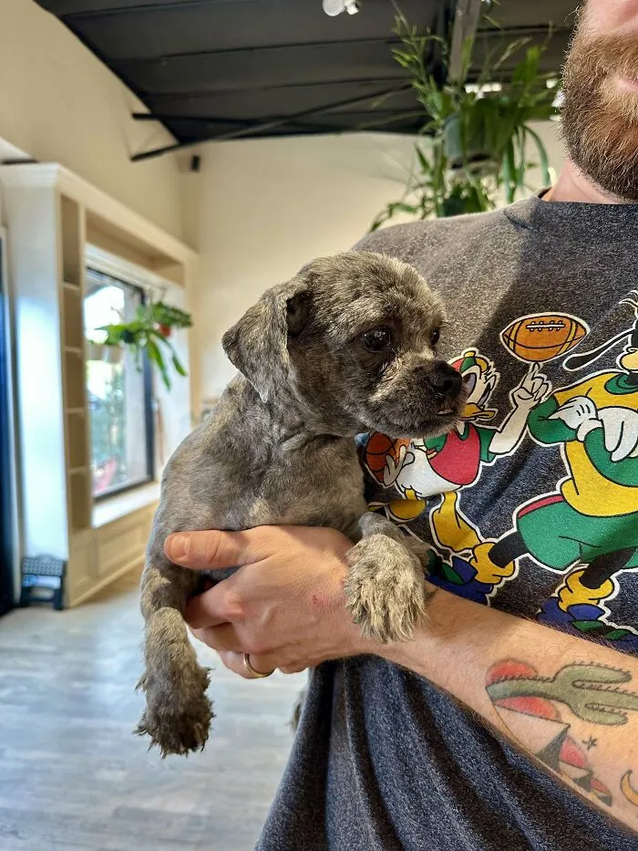Small adopted dog with a happy face being held by a tattooed man indoors, showcasing second chance pet adoption joy.