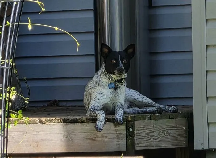 Black and white adopted dog lying on wooden porch steps, showing a happy face of a second chance pet.