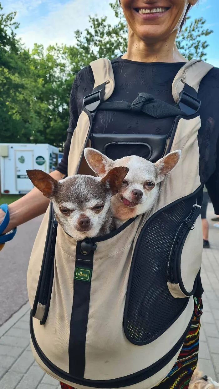 Two adopted small dogs with happy faces peeking out of a beige pet carrier worn by a smiling person outdoors.