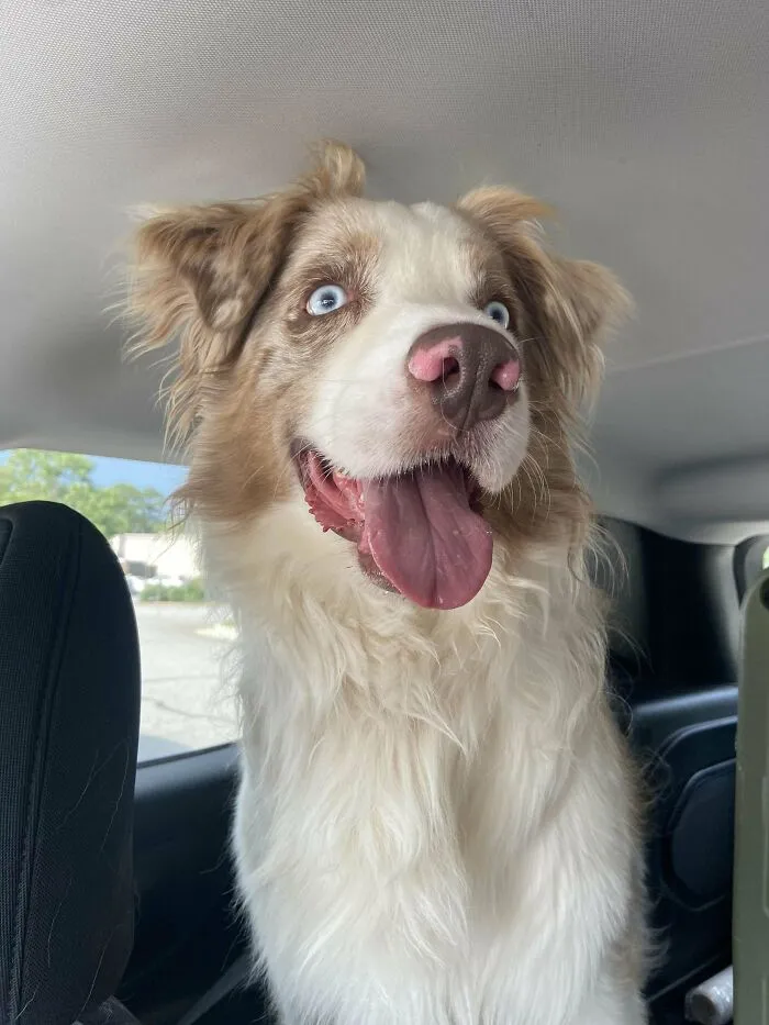 Happy adopted dog with bright blue eyes and open mouth showing joy and second chance in a car setting.