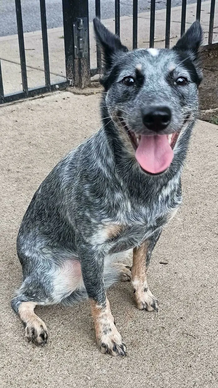 Happy adopted pet dog with a speckled coat sitting on pavement near a black metal fence, showing a joyful expression