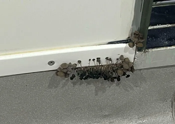 Found This Growing In My University Shared Bathroom