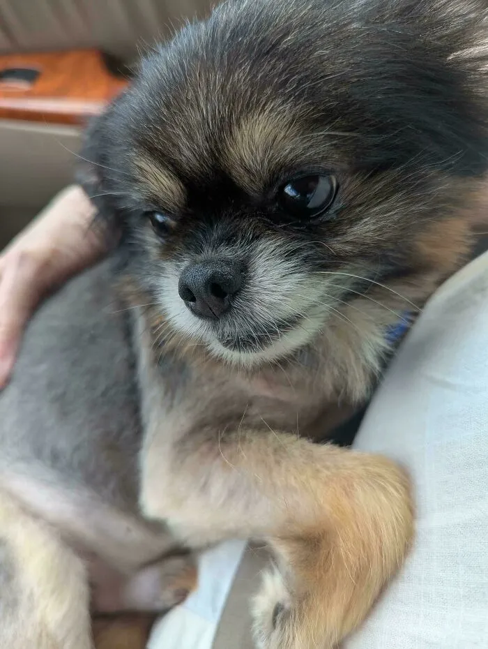 Small adopted dog with a happy face resting in a person's arms, showing the joy of pet adoption second chances.