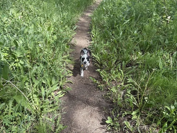 Small adopted dog happily walking on a dirt trail surrounded by green grass and plants outdoors.