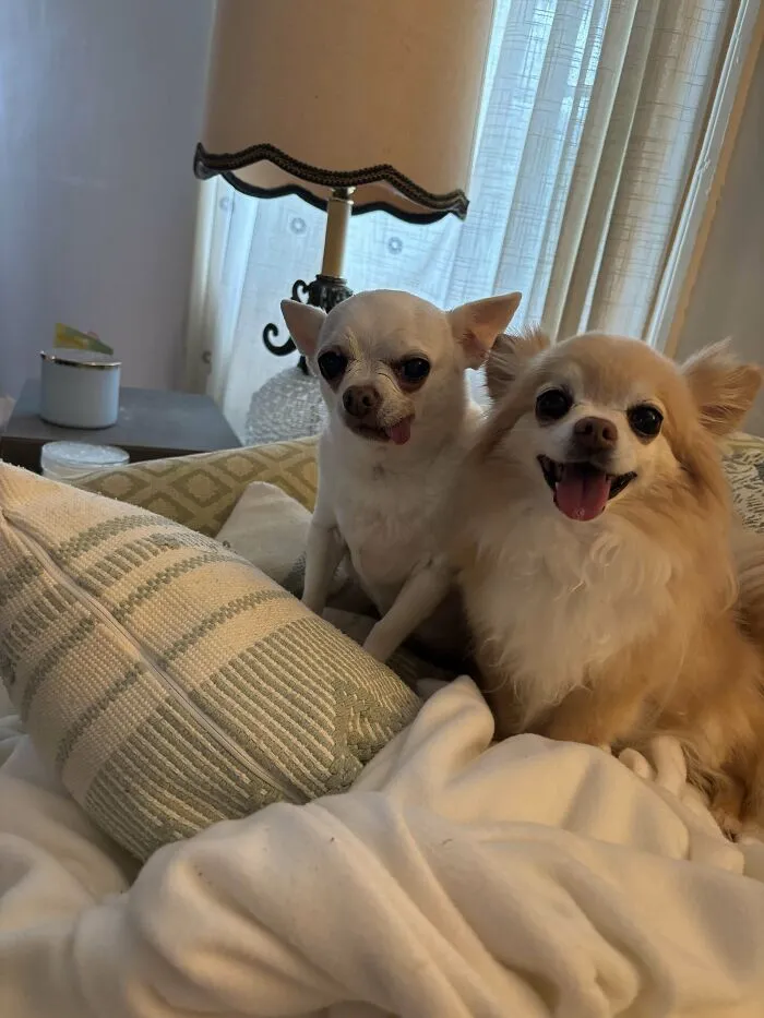 Two adopted pets, a white and a tan Chihuahua, sitting happily on a couch with pillows and a lamp in the background