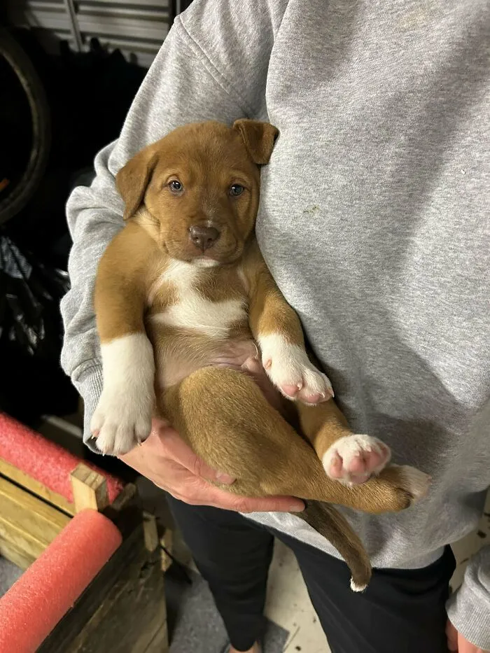 Brown and white adopted puppy being held, showing a happy face that proves everyone deserves a second chance.