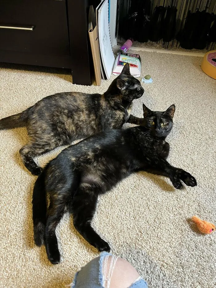 Two adopted cats with happy faces lying on carpet near toys, showcasing the joy of second chance pets.