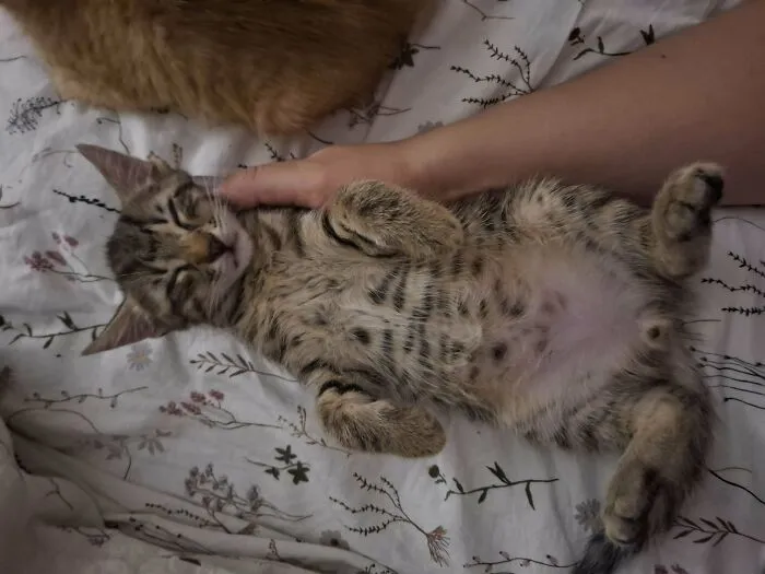 Tabby kitten with happy face lying on back while being gently petted, showcasing the joy of adopted pets and second chances.