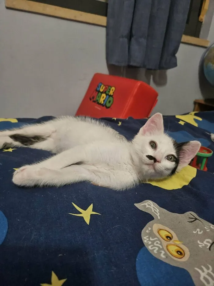 White and black kitten with a unique black mustache lying on a starry bed, showing happy adopted pet vibes for second chance.