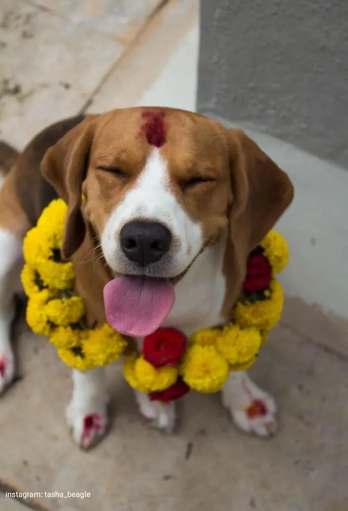 Its That Day Again When We Worship Our Loyal Dogs In Nepal And She Is Happy!!!