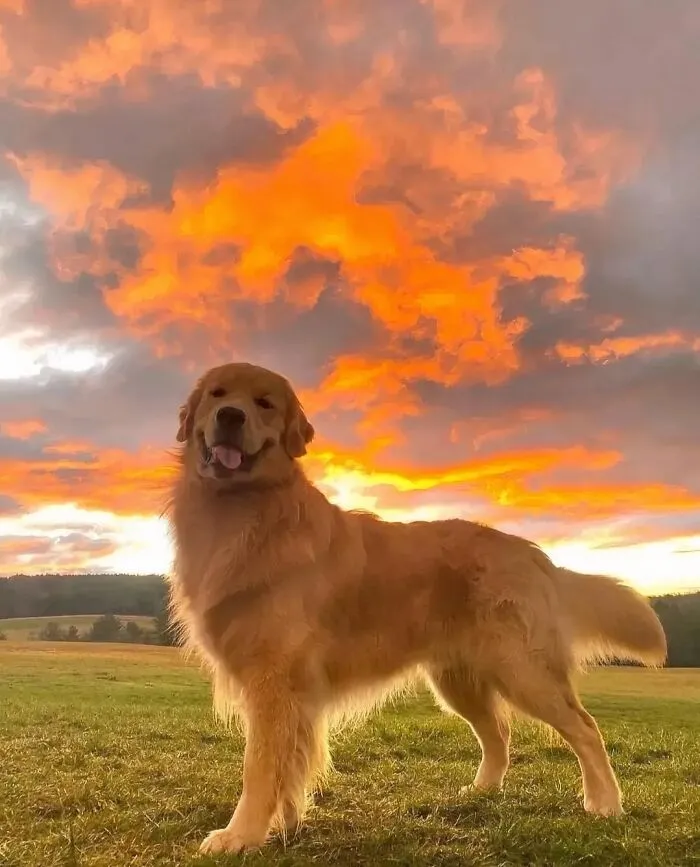 Golden Retriever en la hora dorada