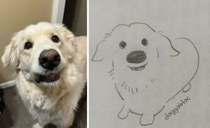 Cute dog with fluffy fur next to a simple dog sketch, showcasing one of the cutest dogs ever in new pics.