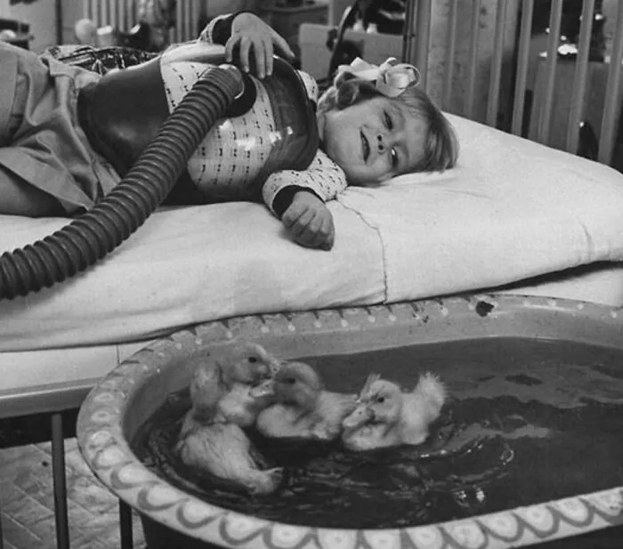 Patitos utilizados en terapia médica, 1956