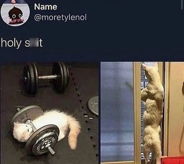 Cute kitten lifting dumbbells and standing muscular by a window, showcasing weird and unhinged humor memes.