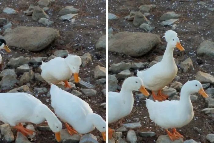White ducks waddling and pecking on rocky ground showcasing funny moments in nature people had to snap a pic